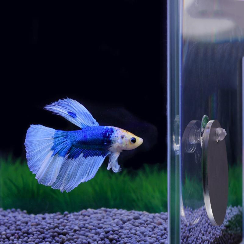 Aquarium Fish Game - Aquarium Betta Mirror Fish Tank Floating