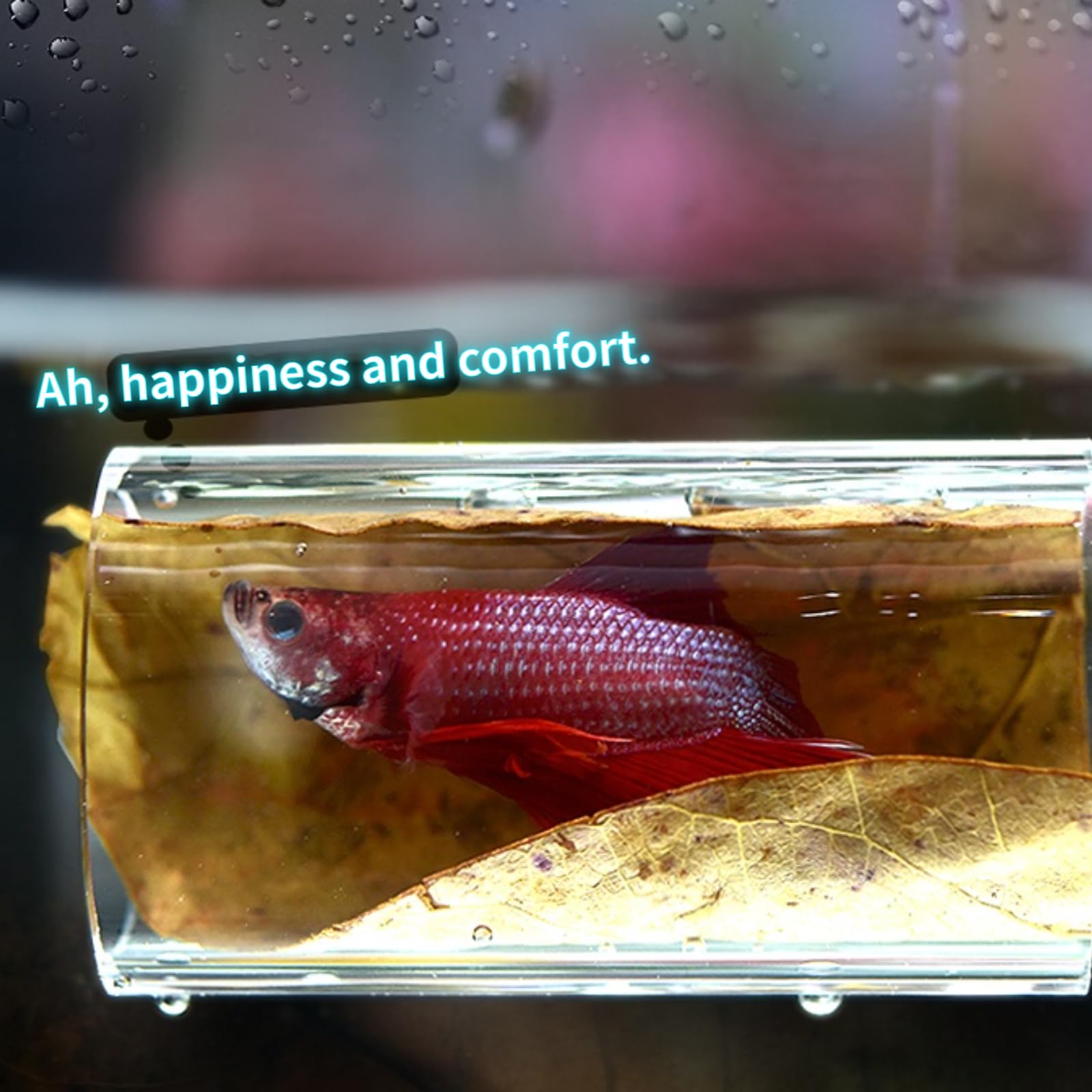 1/2Pcs Betta Fish Acrylic Tube - огляд і ціна Aquarium Fish Game