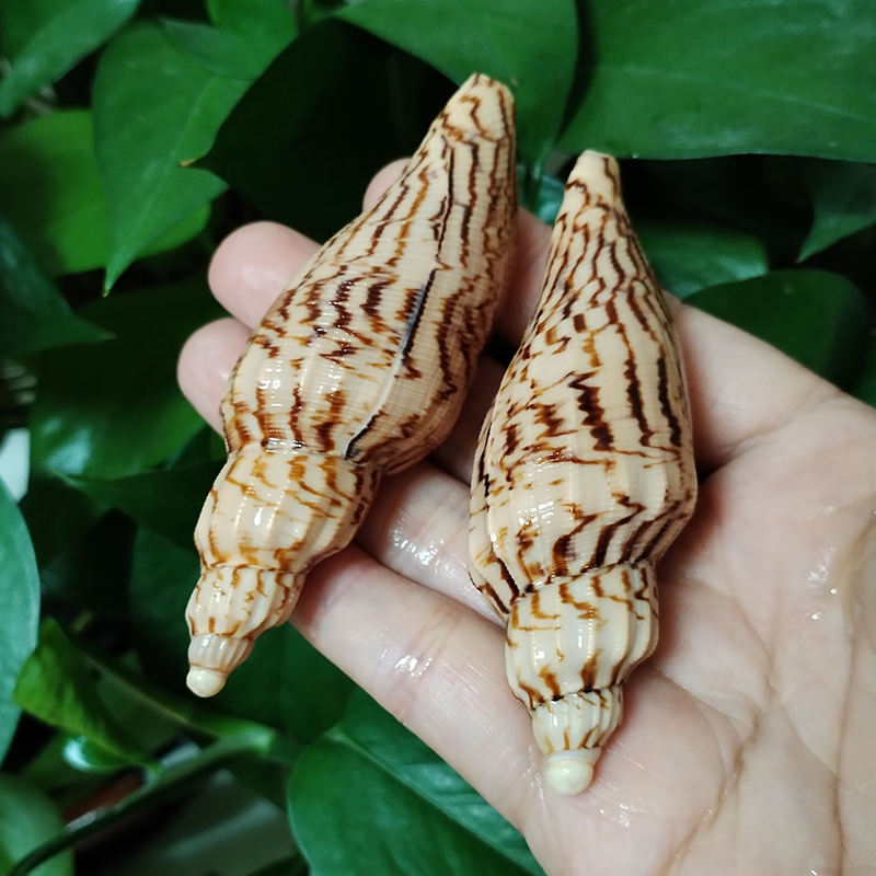 8-10CM Natural Volute Shell Fu - огляд і ціна Aquarium Fish Names