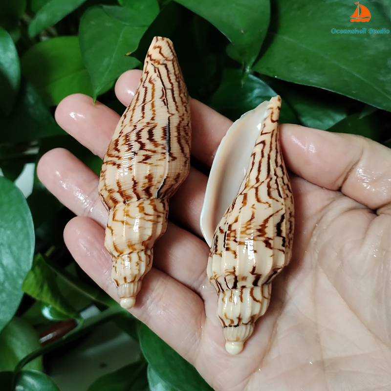 8-10CM Natural Volute Shell Fu - огляд і ціна Aquarium Fish Names