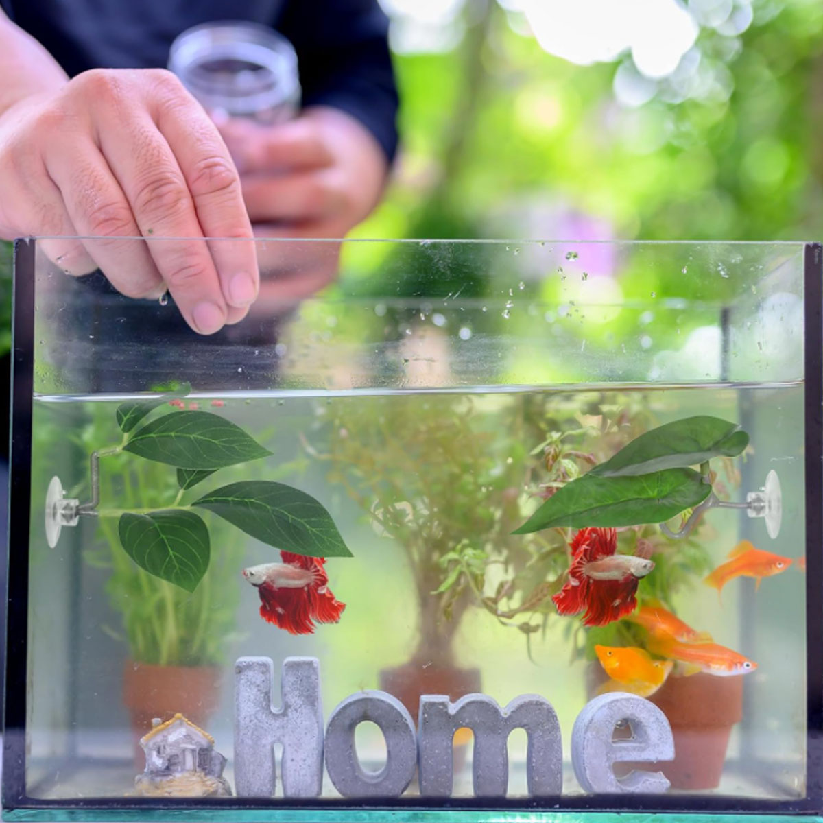 Betta Fish Hammock Plastic Imi - огляд і ціна Aquarium Fish Game