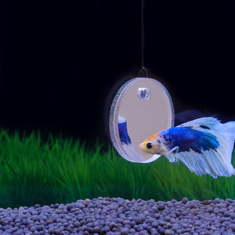 Fish Exercise Mirror Promotes  - огляд і ціна Aquarium Fish Game