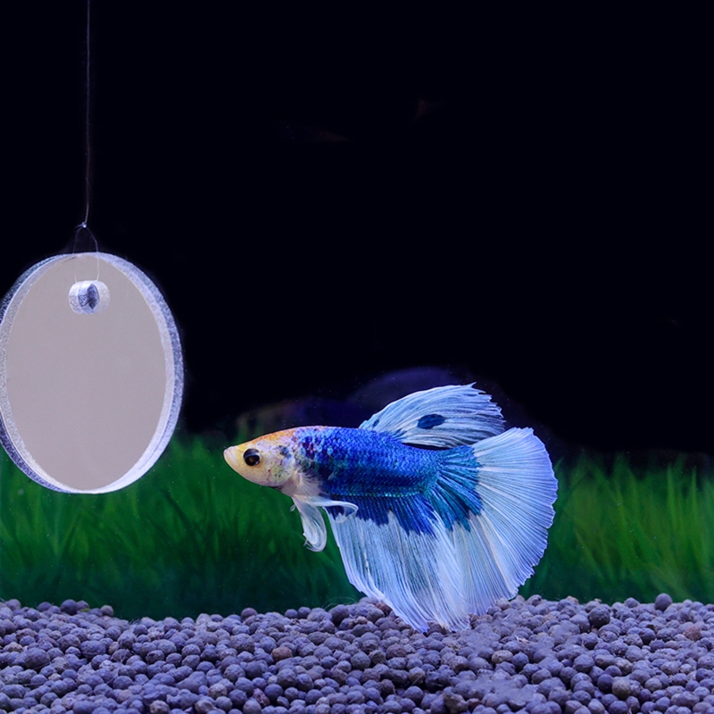 Fish Exercise Mirror Promotes  - огляд і ціна Aquarium Fish Game